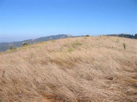 Windy Hill Open Space Preserve