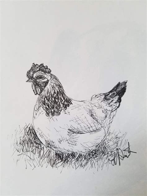 Drawings Of Chickens at Hal Natasha blog