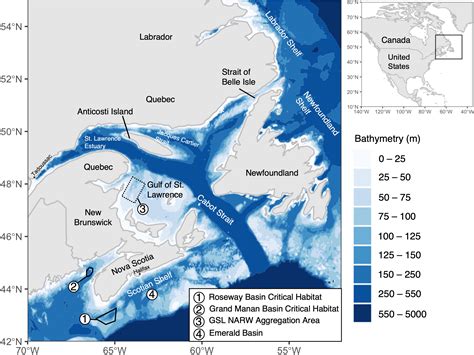 North Atlantic Right Whale Habitat North Atlantic Right Whale
