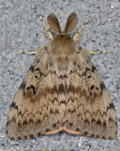 Image result for Gypsy Moth