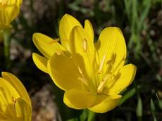 fiori di primavera nomi nomi e immagini di fiori di primavera 35 foto fiori di primavera nomi nomi e immagini di fiori di primavera 35 foto