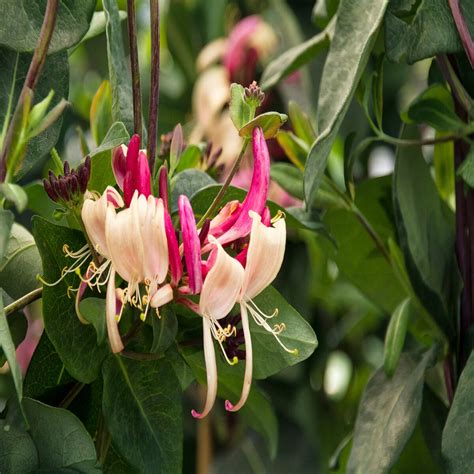 Lonicera Periclymenum Peaches and Cream Honeysuckle | SiteOne