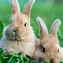 Image result for Baby Bunny Cat