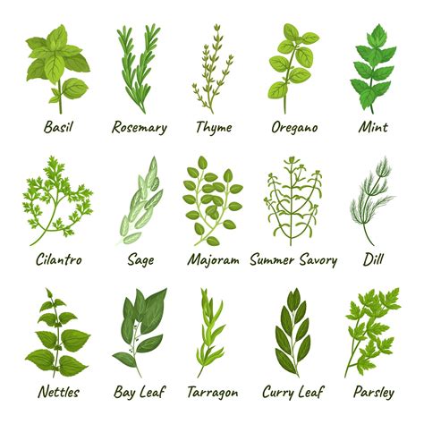 Premium Vector | Set of culinary herbs basil thyme rosemary parsley and ...