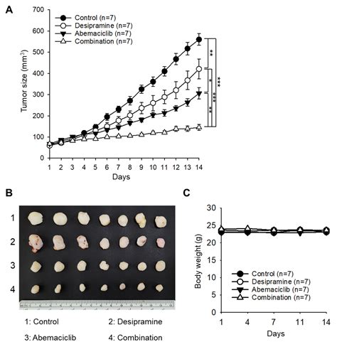 Synergistic Enhancement of Antitumor Effects by Combining Abemaciclib ...