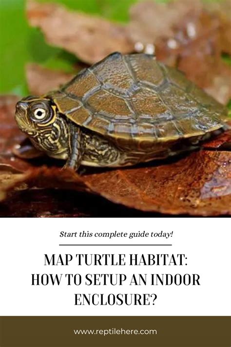 Map Turtle Habitat: How to Setup an Indoor Enclosure?