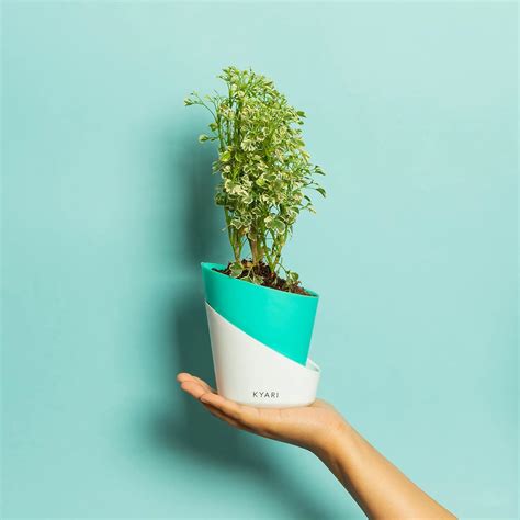 Kyari Aralia Variegated Indoor Plants for Living Room | Live Plants ...