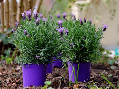Potted Lavender Care - How To Grow Lavender In Containers | Gardening ...