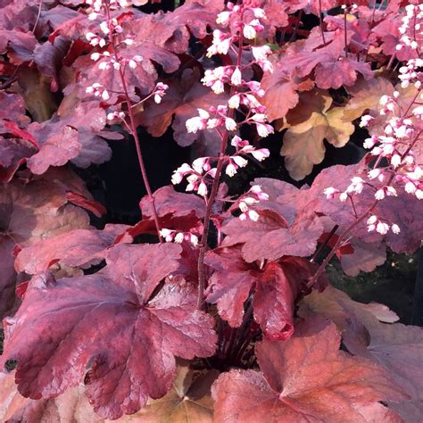 Heuchera ‘Fire Alarm’ – Multiplants