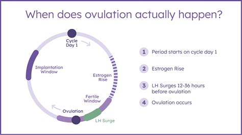 Ovulation And Period Calendar - udlvirtual.esad.edu.br