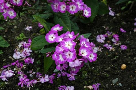 Phlox paniculata - Høstfloks | Ringve Botanical Garden - NTNU ...