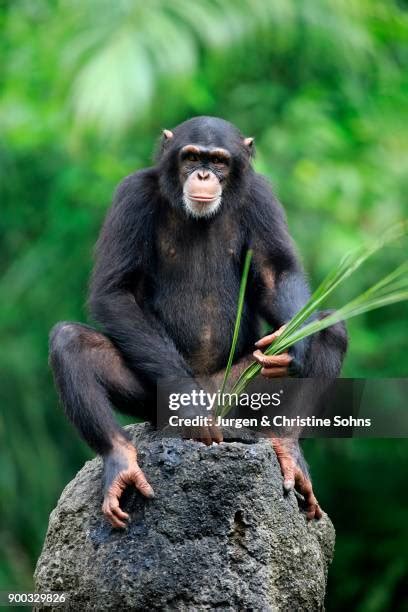 Image result for Chimpanzee Using Tools