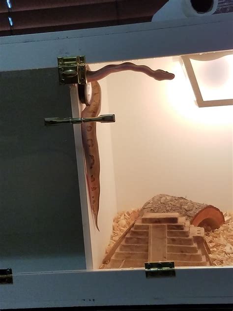 Python Climbing Tree 的图像结果