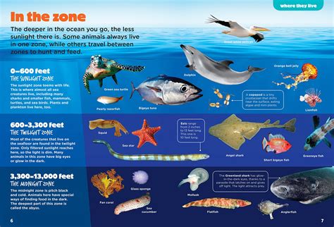 What Animals Live In The Different Ocean Zones at Norman Nelson blog