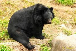 Image result for 黑熊 Ursus americanus