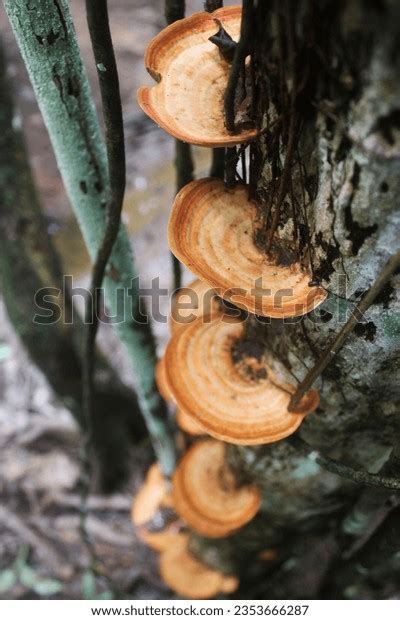 Image result for Tree Rot Fungus