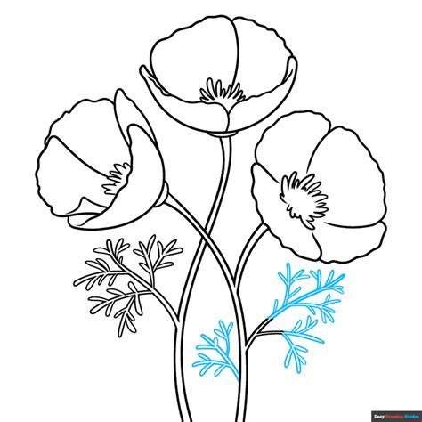 Image result for Easy Draw Poppy