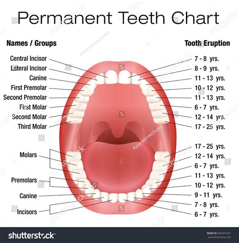 teeth names