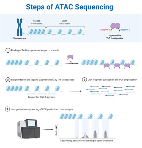 Image result for ATAC-seq Data Analysis