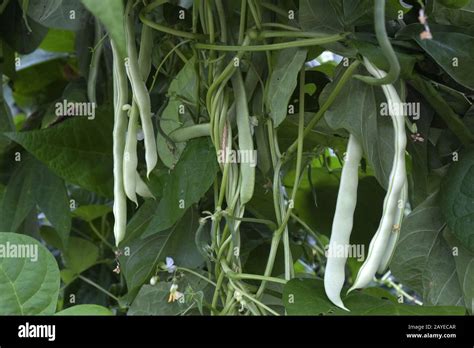 Image result for Falling Runner Beans