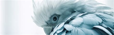 Download wallpaper bird, portrait, feathers, parrot, white background ...