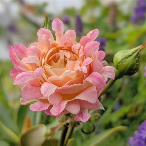 シー アネモネ | 天空のバラ園(無農薬バラ苗・花苗・クレマチス・ハーブ産直販売)