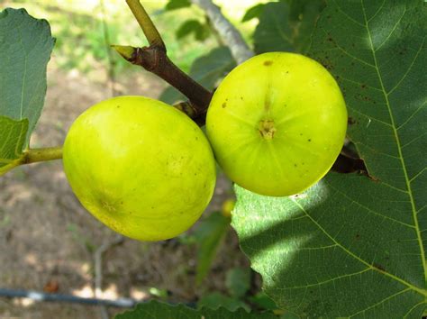 Fig Tree Types 的图像结果
