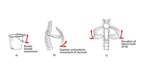 Are You a Belly Breather or a Chest Breather? Does it Matter?