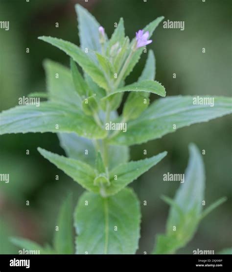fringed willowherb (Epilobium ciliatum) Plantae Stock Photo - Alamy