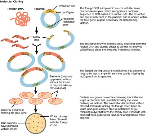 Genetic Engineering Process 的图像结果