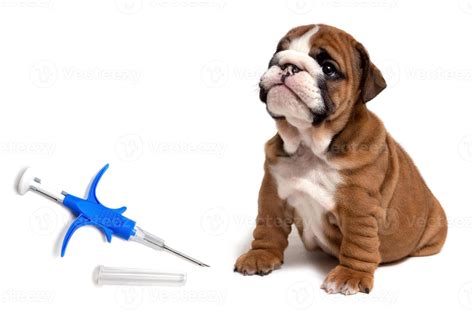 una jeringa para inyectar un chip y una identificación animal junto a ...