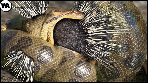 Image result for Porcupine Python
