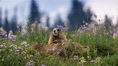 Are marmots dangerous? Ferocious fiends or fury friends? | Advnture