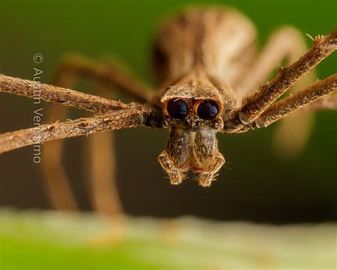 Ogre Faced Spider - 18 Image Stack [OC] : r/MacroPorn