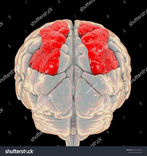Human Brain Highlighted Superior Parietal Lobule 库存插图 1851043447 ...