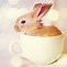 Image result for Baby Bunnies in Cups