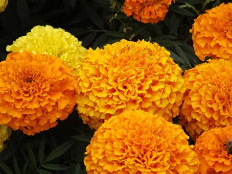 How to Grow and Care for Marigolds