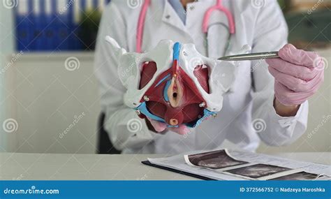 Pelvic Bone Anatomy, Skeletal Structure, Human Body Part, Medical ...