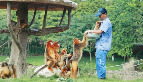 夏日走转改·你的欢乐，他的汗水⑥ | 野生动物园饲养员：照顾金丝猴，让它们吃好还要玩好
