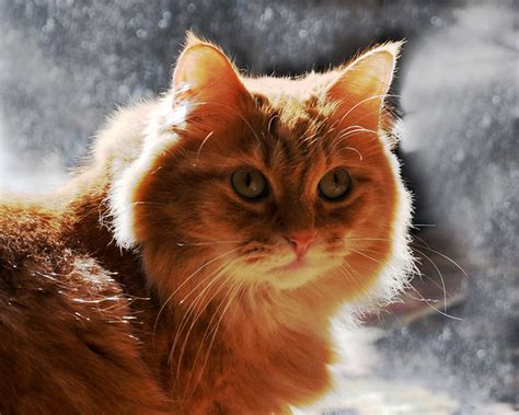 Sanatçılar en çok KEDİ sever - Kedi Resimleri (5. Katalog) - Sayfa 61