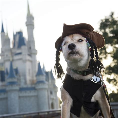 Are Walt Disney World's Resorts Dog Friendly?