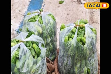 This method of bitter gourd cultivation will surprise you farmers are ...