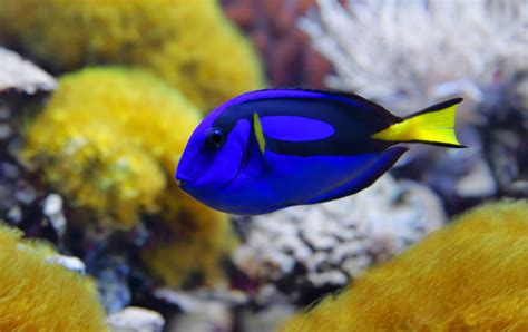 Dory - Imagui