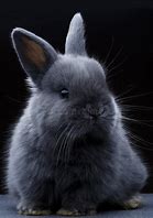 Image result for Cute Gray Bunnies