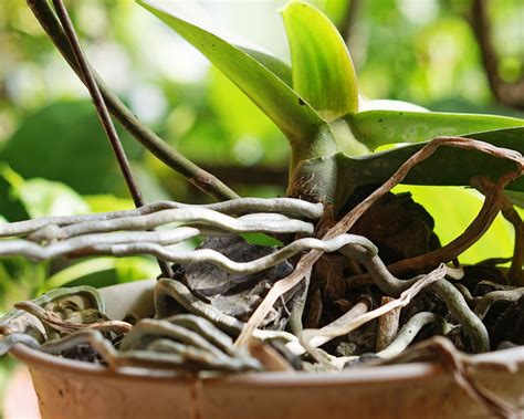 How Often To Water Orchids – The Definitive Guide | Gardening Know How
