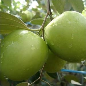 SAVE GREEN Ber Apple Plant Price in India - Buy SAVE GREEN Ber Apple ...