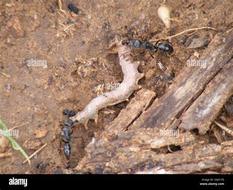 African stink ant (Paltothyreus tarsatus) Insecta Stock Photo - Alamy