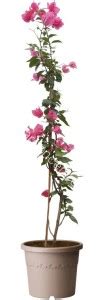 Plants Point Bougainvillea Plant Price in India - Buy Plants Point ...