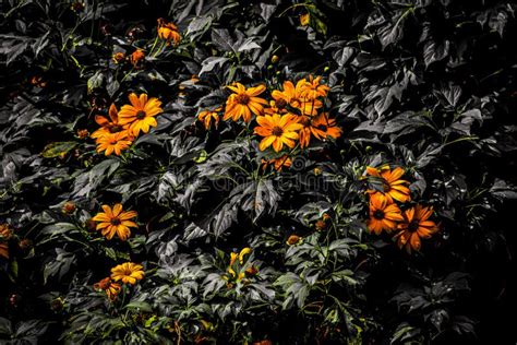 Saffron colored flowers stock photo. Image of grown - 184047826