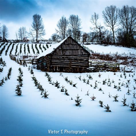 Image result for Tree Farm MC